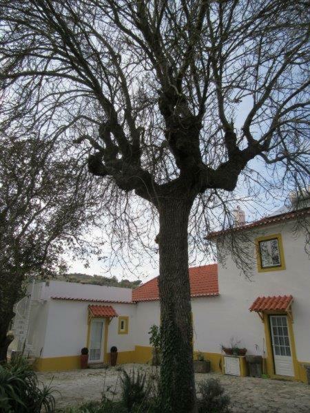Quintal Do Freixo - Country House Sobral de Monte Agraço Exterior photo